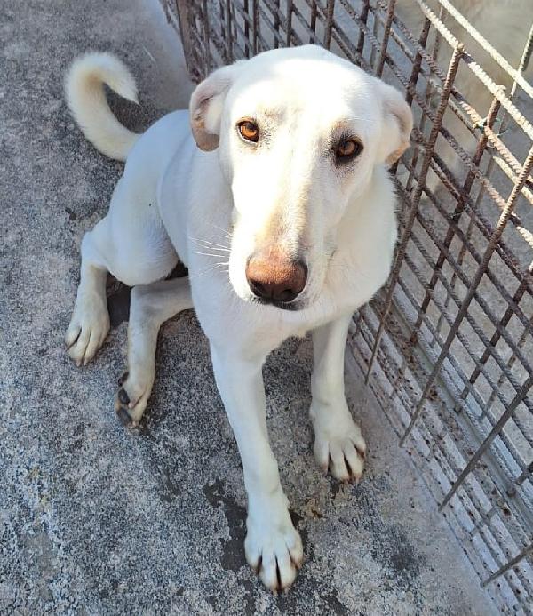 Minerva Giovane Cagnoletta Sui 23 Kg In Cerca Di Casa